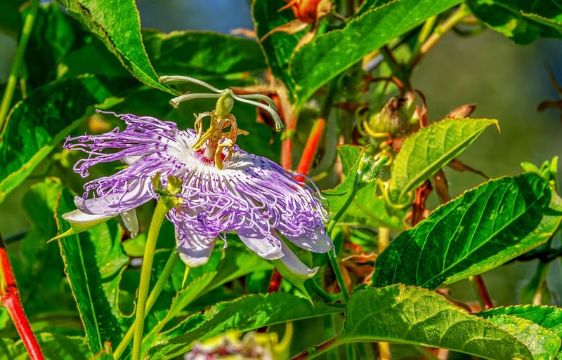 Vining Flowers