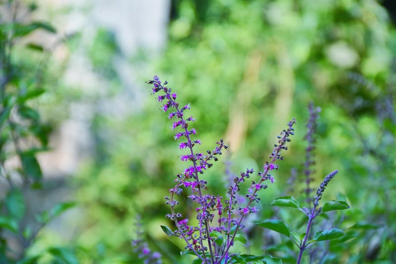 Companion Planting