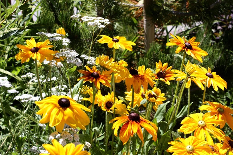 Black-Eyed Susan Vine