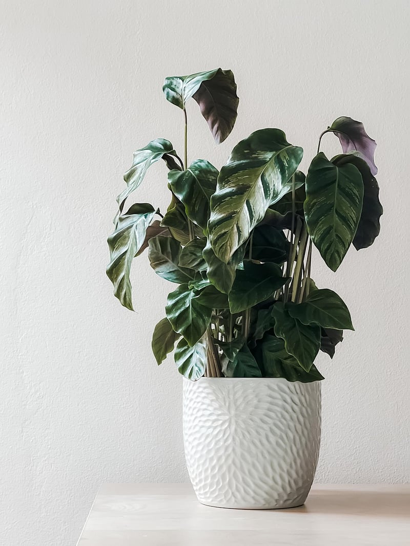 DIY Plant Shelf