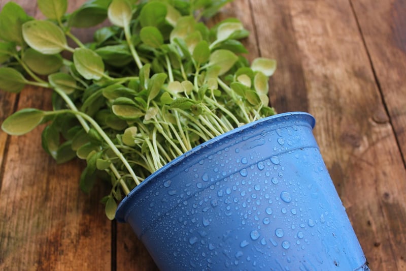 Windowsill Herb Garden